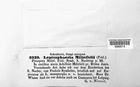 Leptosphaeria millefolii image